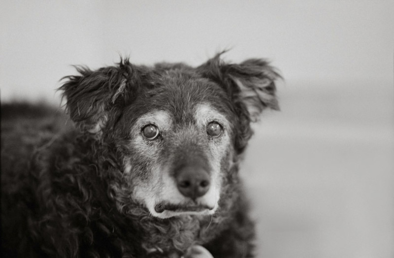 Керли (14 лет) собаки, фото собак, фотографии животных