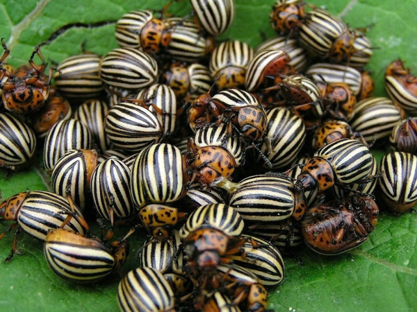 Колорадский жук: Как этот вредитель захватил весь мир? Колорадский жук: Как этот вредитель захватил весь мир? животные,интересное,колорадский жук,насекомые