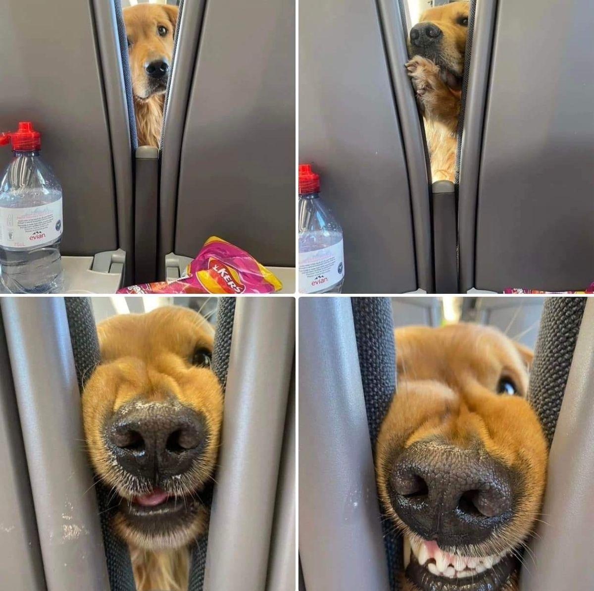 Смешные картинки, весь юмор которых поймут только собачники. Выпуск 1 Смешные картинки, весь юмор которых поймут только собачники. Выпуск 1 comedy pet photography,конкурс,evergreen,format-article,noindex,Развлечения