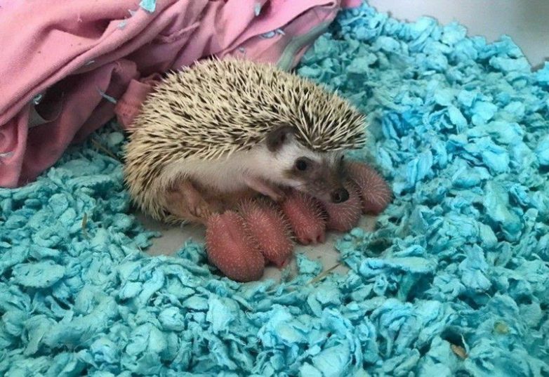 Мамочки и их детки Мамочки и их детки