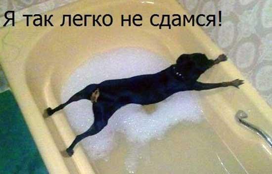 Смешные картинки, весь юмор которых поймут только собачники. Выпуск 1 Смешные картинки, весь юмор которых поймут только собачники. Выпуск 1 comedy pet photography,конкурс,evergreen,format-article,noindex,Развлечения