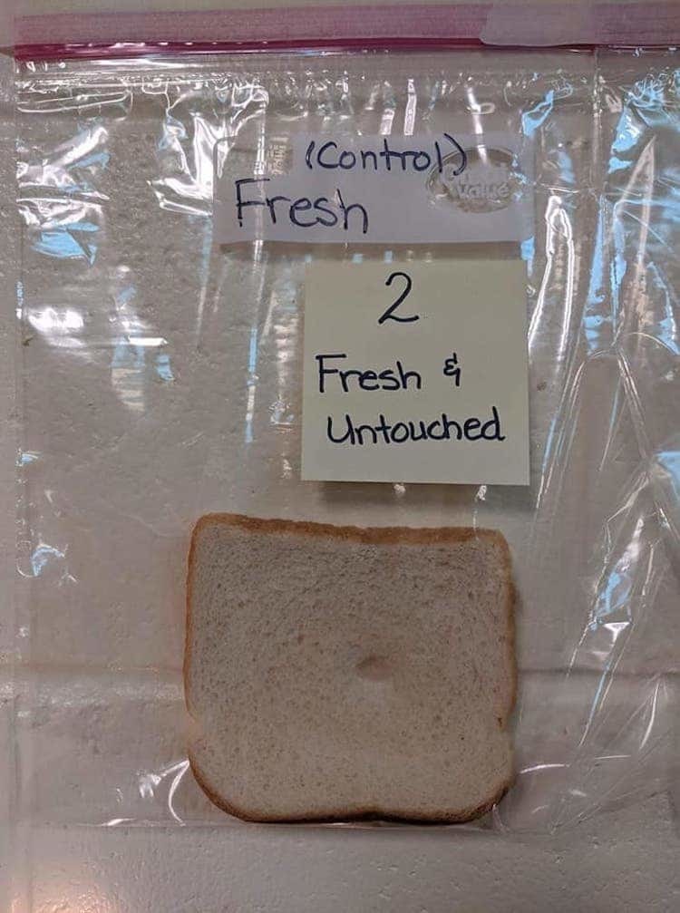 Научный эксперимент с плесенью на хлебе показывает, сколько микробов у нас на руках хлеба, который, Робертсон, руками, несколько, Меткалф, чтобы, помощью, очищенных, ломтик, студентов, микробов, которому, прикоснулись, когданибудь, целая, развилась, вселенная, болезнетворных, прикасались