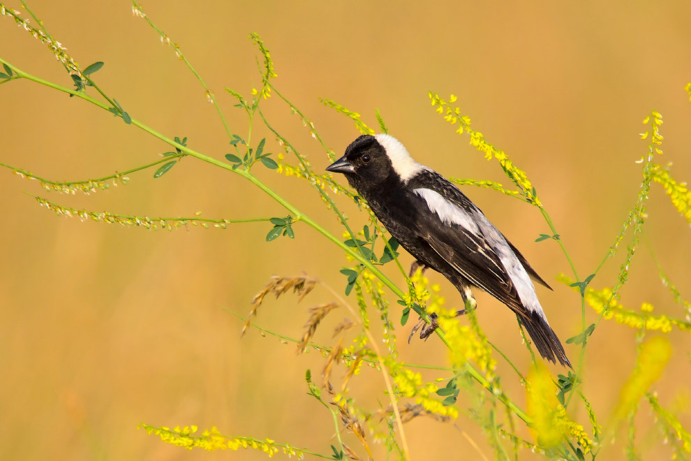 Птичий конкурс Audubon Photography Awards 2019 Птичий конкурс Audubon Photography Awards 2019