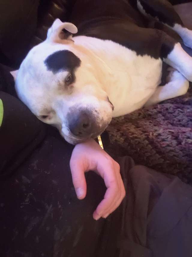 собака с хозяйкой