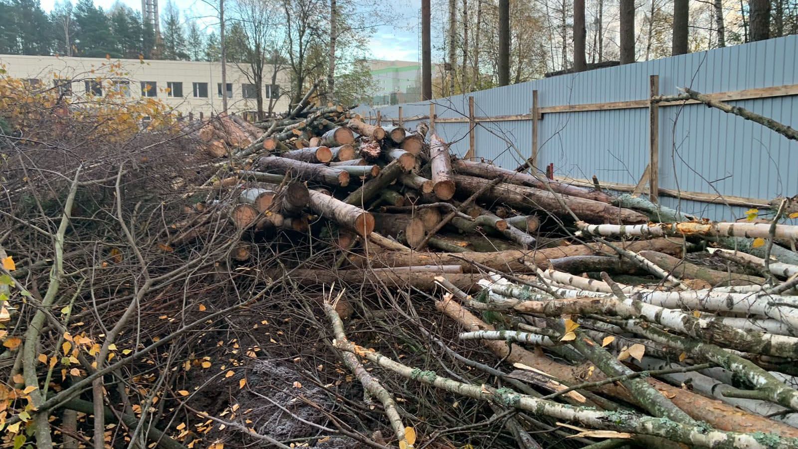Строители медицинского склада вырубили деревья на 2,5 млн рублей в Петербурге