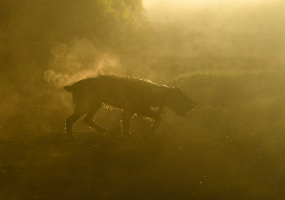 Определены победители конкурса Dog Photographer Of The Year 2018