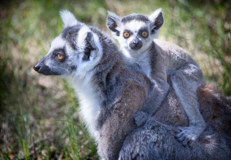 Мамочки и их детки Мамочки и их детки