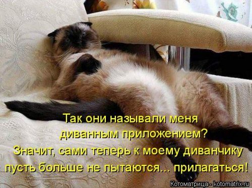 Самые прикольные котоматрицы за прошедшую неделю 