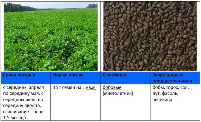 Схема посадки люцерны