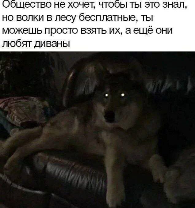 Смешные картинки с надписями и петрушка с кинзой Смешные картинки с надписями и петрушка с кинзой