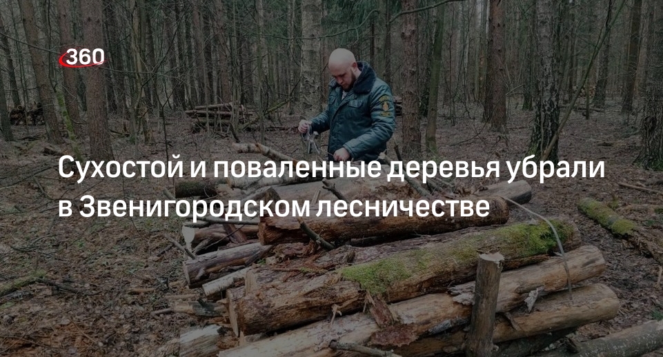 Сухостой и поваленные деревья убрали в Звенигородском лесничестве