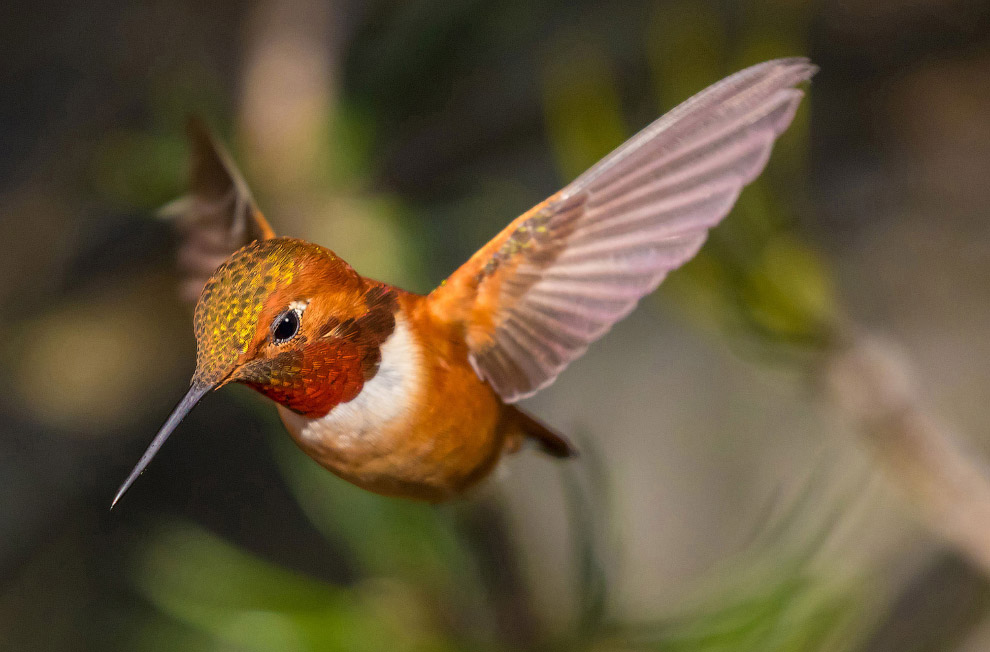 Удивительные фото птиц с конкурса Audubon Photography Awards 2017
