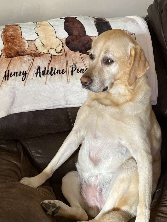 собака в доме