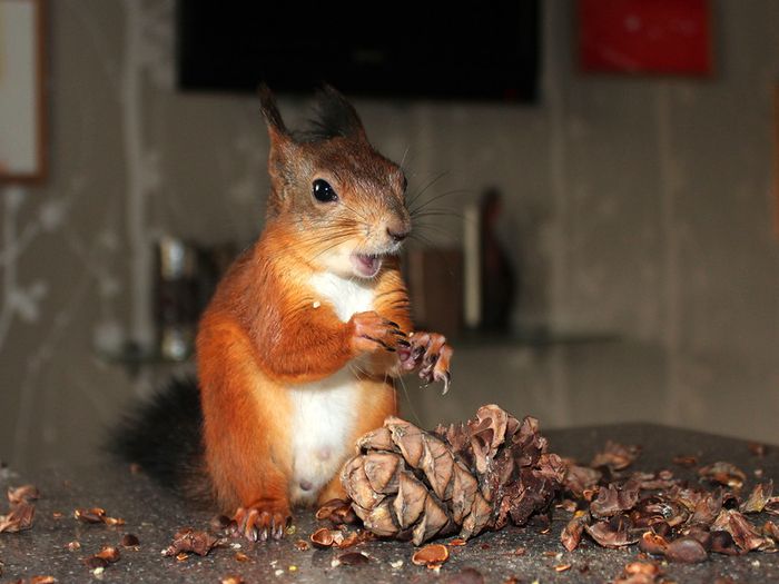 Животные, белка, позитив