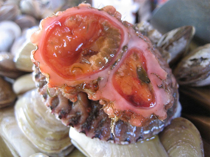 Pyura chilensis - «живой камень» с морского дна деликатес, живой камень