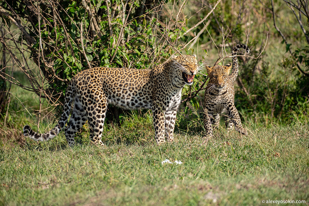 Жизнь леопардов в объективе