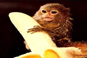 Игрунка карликовая: нежная и милая самая маленькая обезьянка в мире