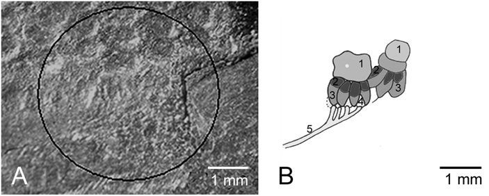 КТ-скан глаза факопидного трилобита Chotecops ferdinandi