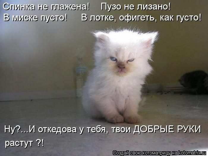 Кошарики :) Кошарики :)