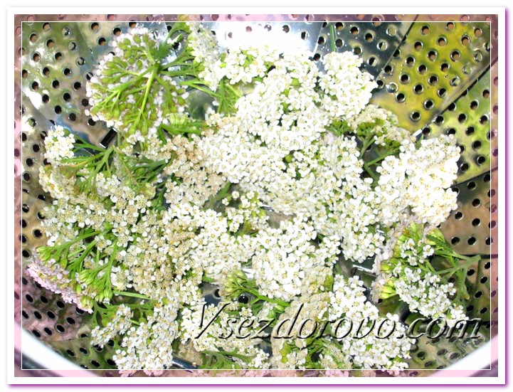 Выкладываем на решетку промытые соцветия тысячелистника