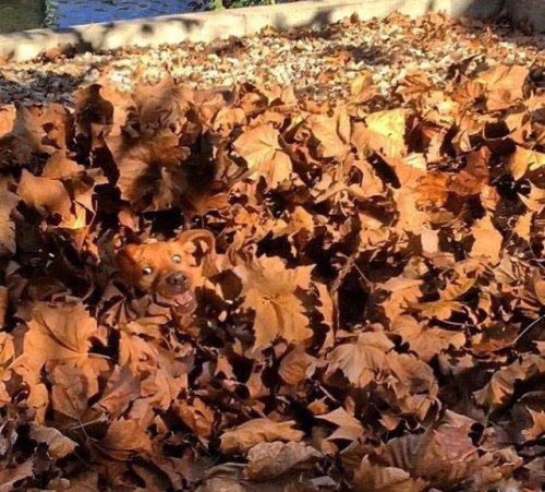 Чужой среди своих, или Свой среди чужих