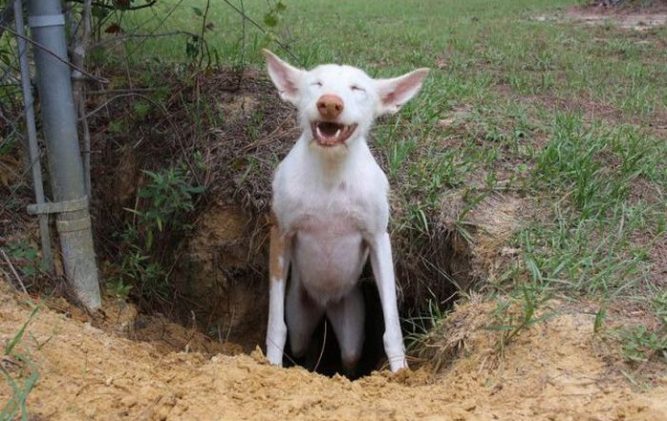 digging-dog-1-e1510170367580-667x421