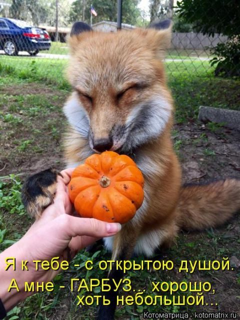 Самые смешные котоматрицы за прошедшую неделю