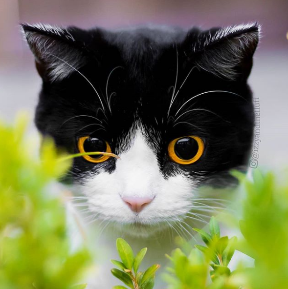 Кот Иззи с невероятными глазами покорил соцсети