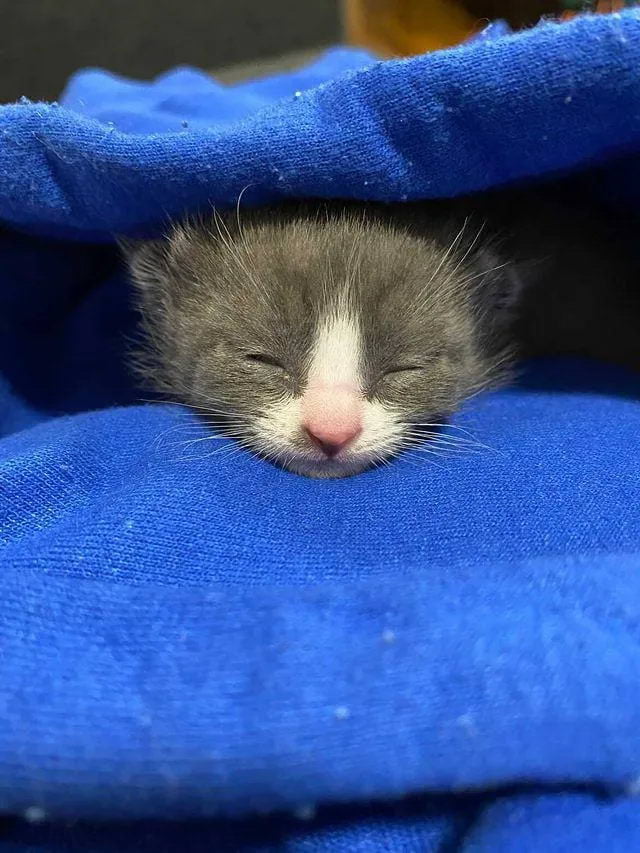 Без кота и жизнь не та