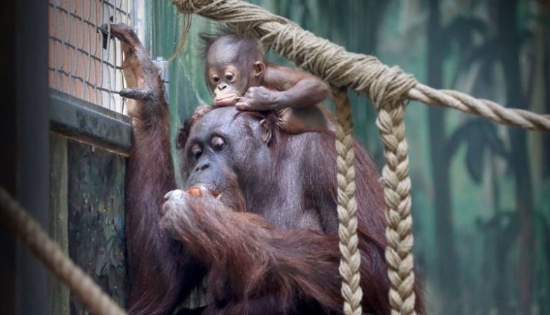 Мамочки и их детки Мамочки и их детки