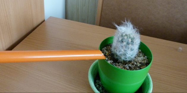 Подробнейшая инструкция по уходу за кактусом Подробнейшая инструкция по уходу за кактусом домашние цветы