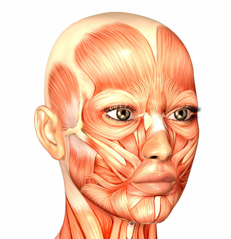 Зажимы мышц: что мы носим на лице мускулы, человек, вызывают, посредством, состояние, области, мускулов, выражение, группы, зажимы, сокращаются, можно, вокруг, эмоции, мускульных, напряжение, менее, возможности, мышцы, комбинаций