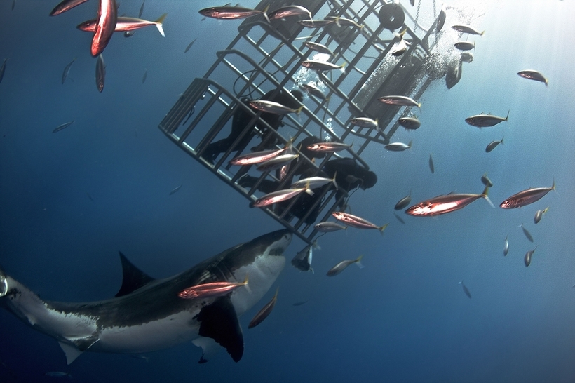 Как погладить большую белую акулу Как погладить большую белую акулу природа,Путешествия,фото