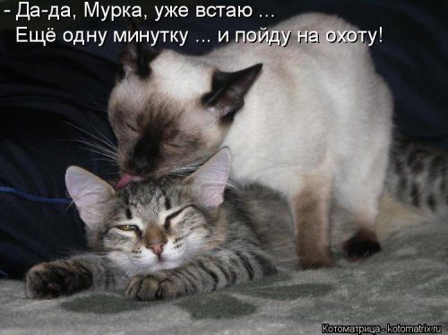 Самые смешные котоматрицы за прошедшую неделю Самые смешные котоматрицы за прошедшую неделю