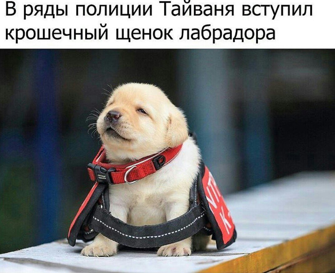 Подборка веселых картинок и ярких фотографий с надписями 