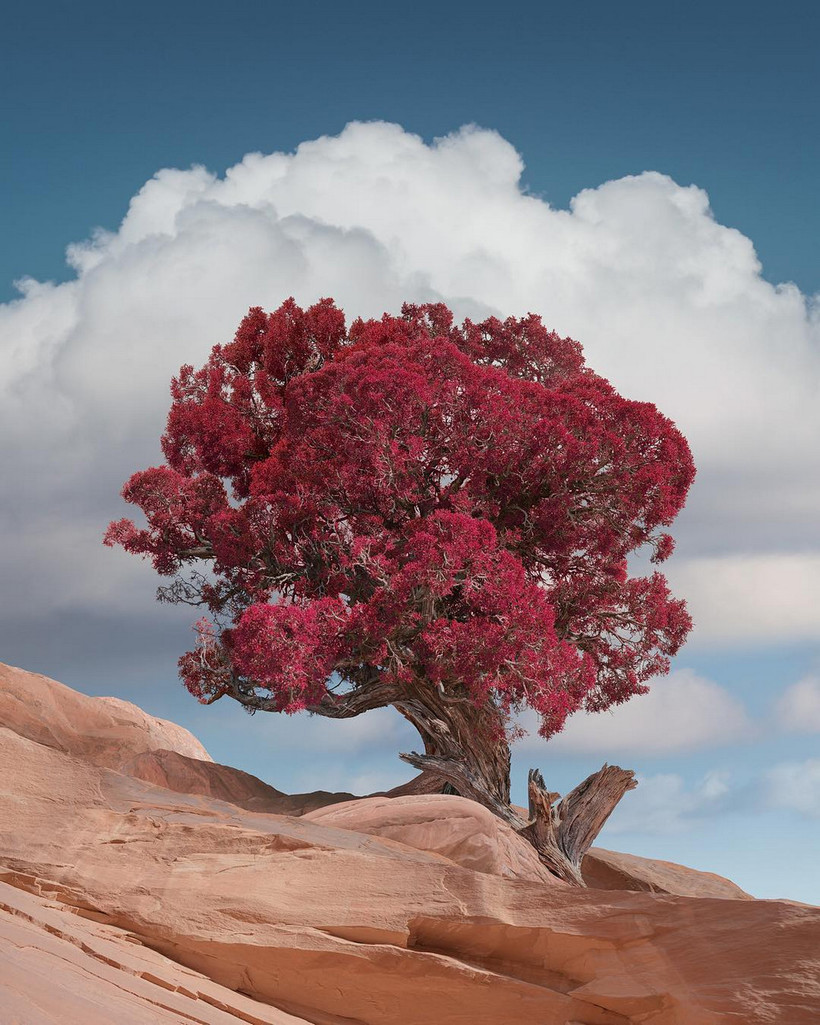   Hasselblad Masters Award    