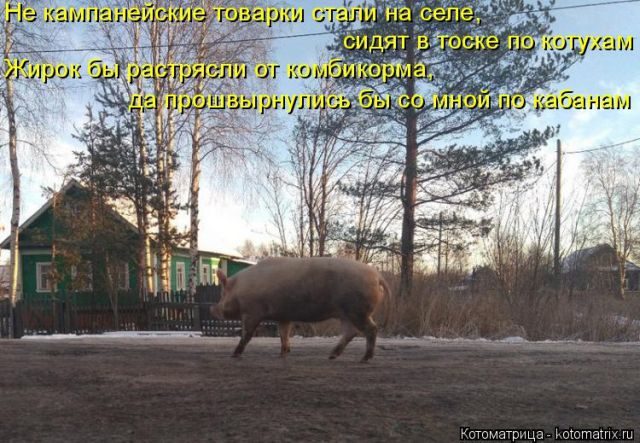 Самые смешные котоматрицы за прошедшую неделю