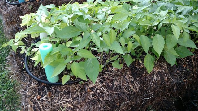 Выращивание перца на соломе – секреты хорошего урожая огород,перец