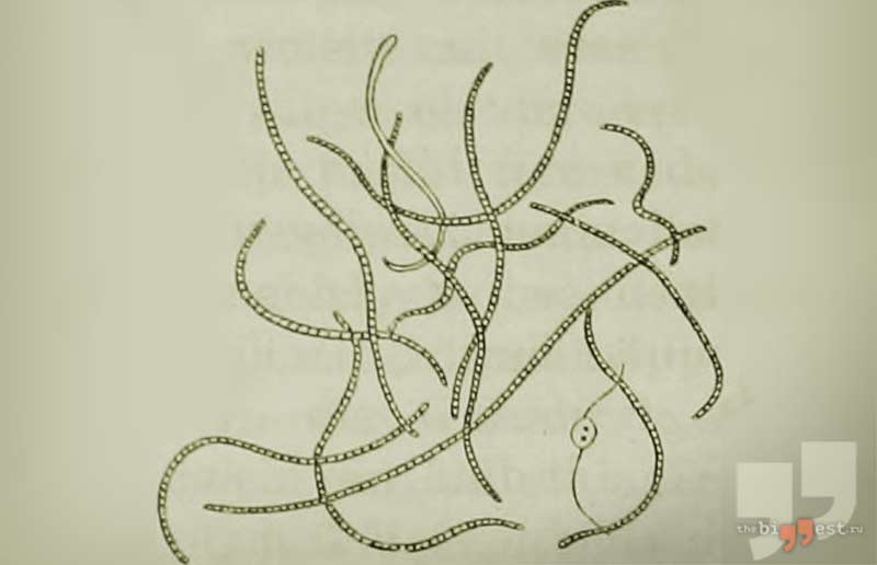 Spirochaeta plicatilis