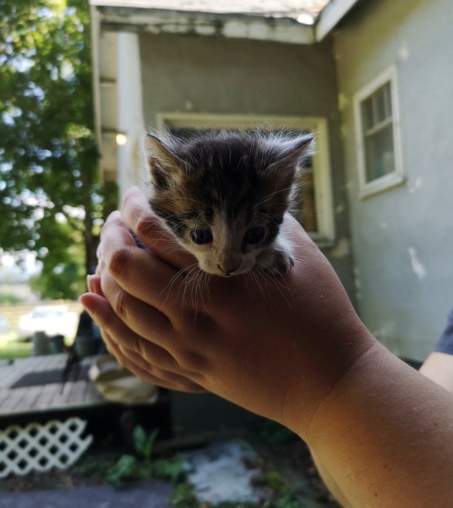 Котенок в руках