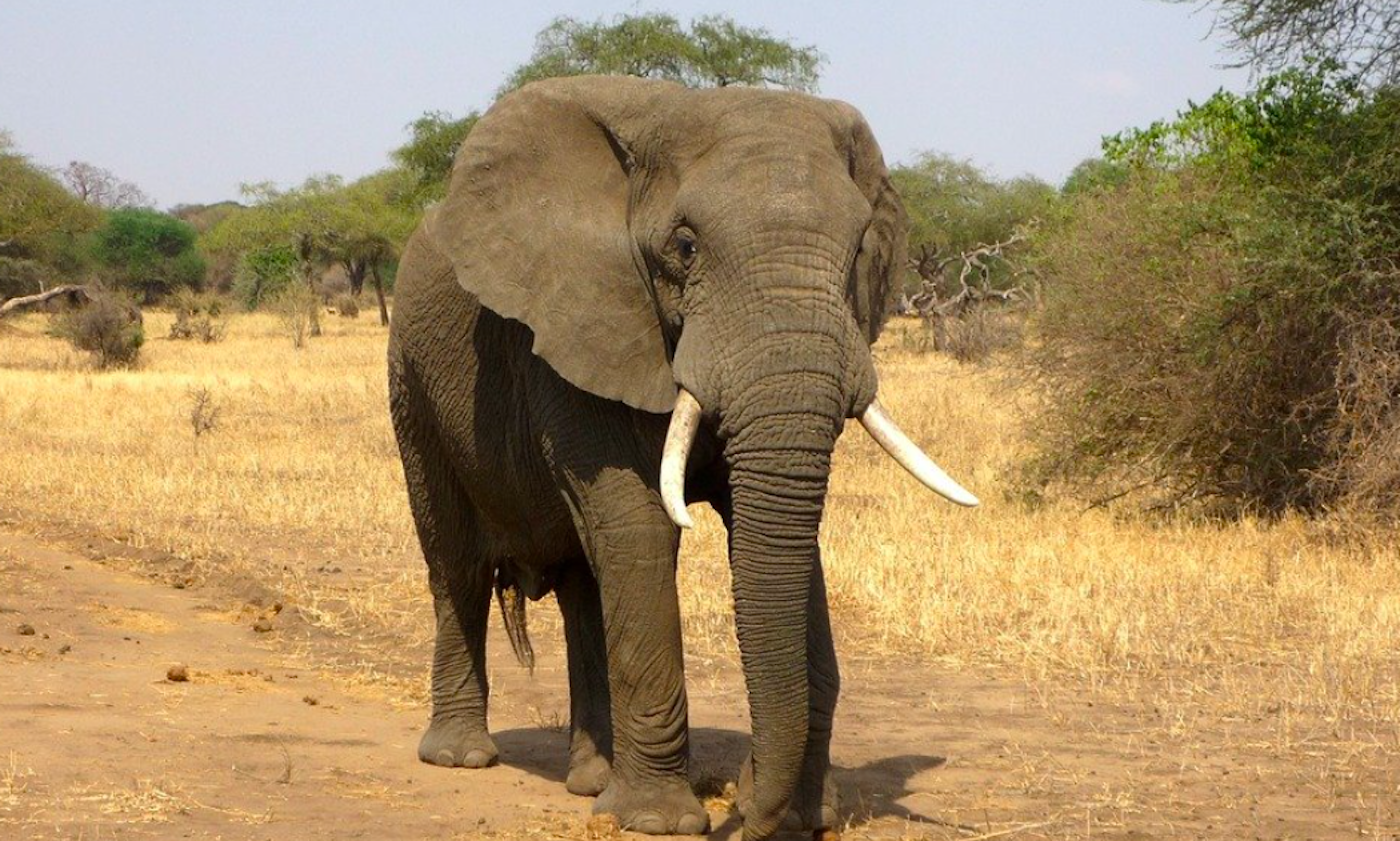 В Испании слониха ударом хобота убила аботника сафари-парка