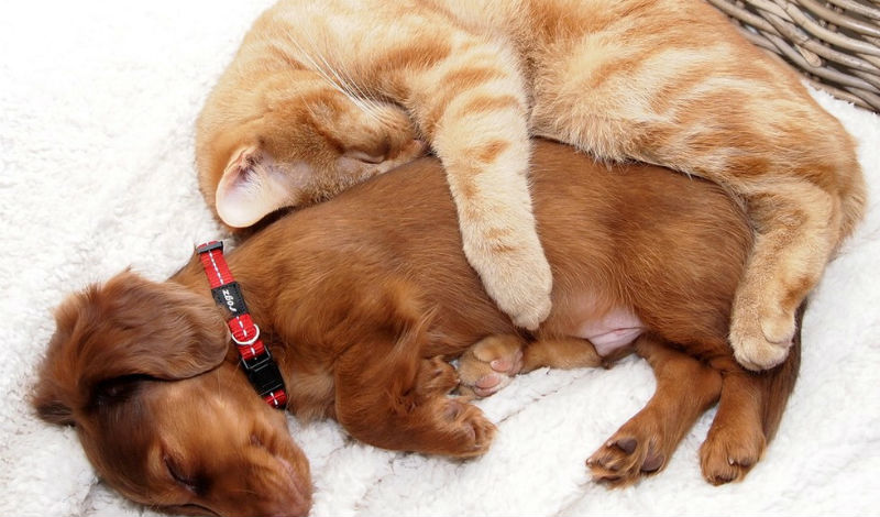 catslovedogs13