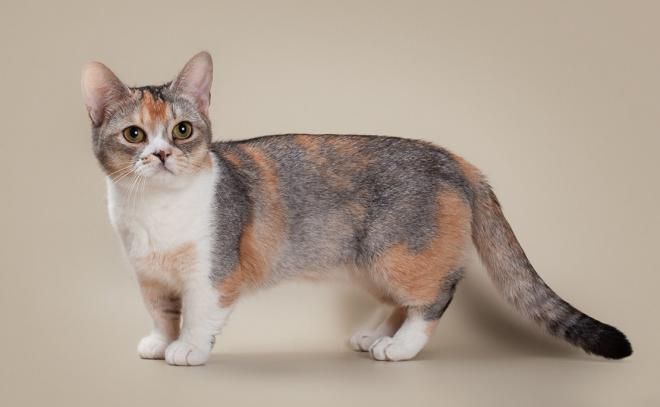 Миниатюрные кошки – 5 самых популярных пород домашние животные,наши любимцы