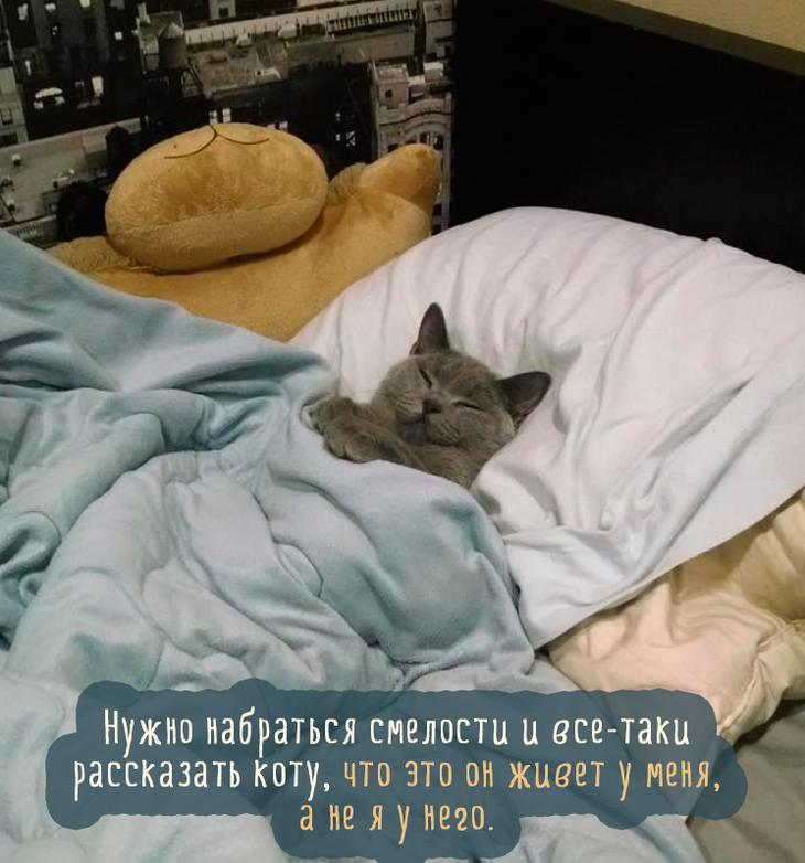 серый ко спит на кровати под одеялом