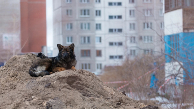 Собачья казнь. Эксперты – о том, нужно ли Алтайскому краю усыплять бездомных животных