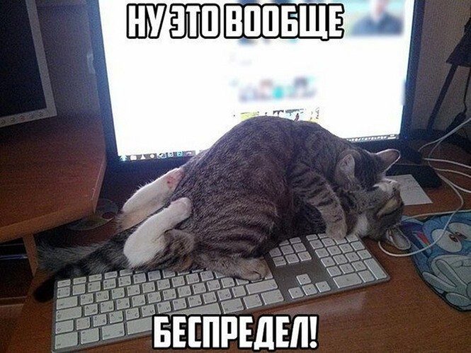 Смехопанорама. Высший класс! смешные картинки,фото-приколы,юмор