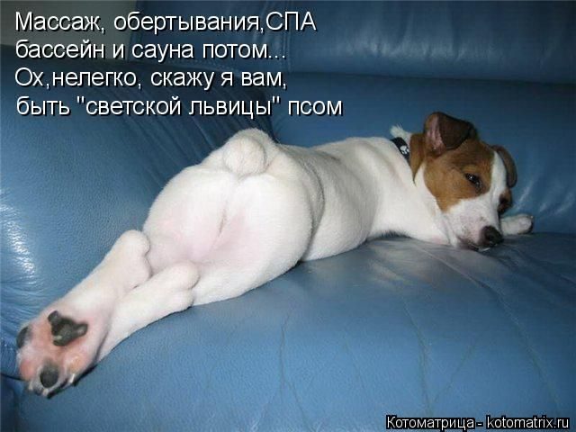 Самые смешные котоматрицы за прошедшую неделю