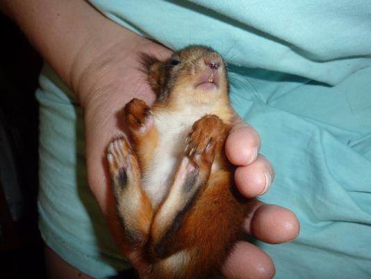 Животные, белка, позитив