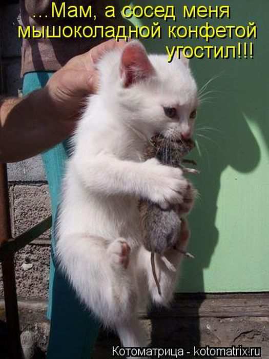 Кошарики :) Кошарики :)