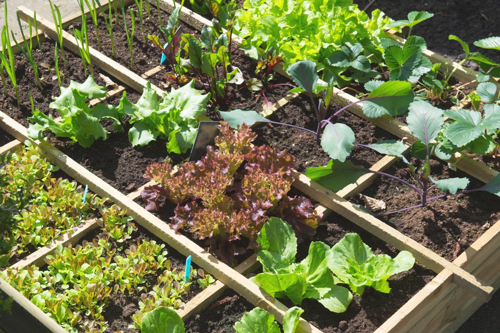"Умные" грядки от Мэла Бартоломью – идеальное решение для маленького участка дача,сад и огород,умные грядки